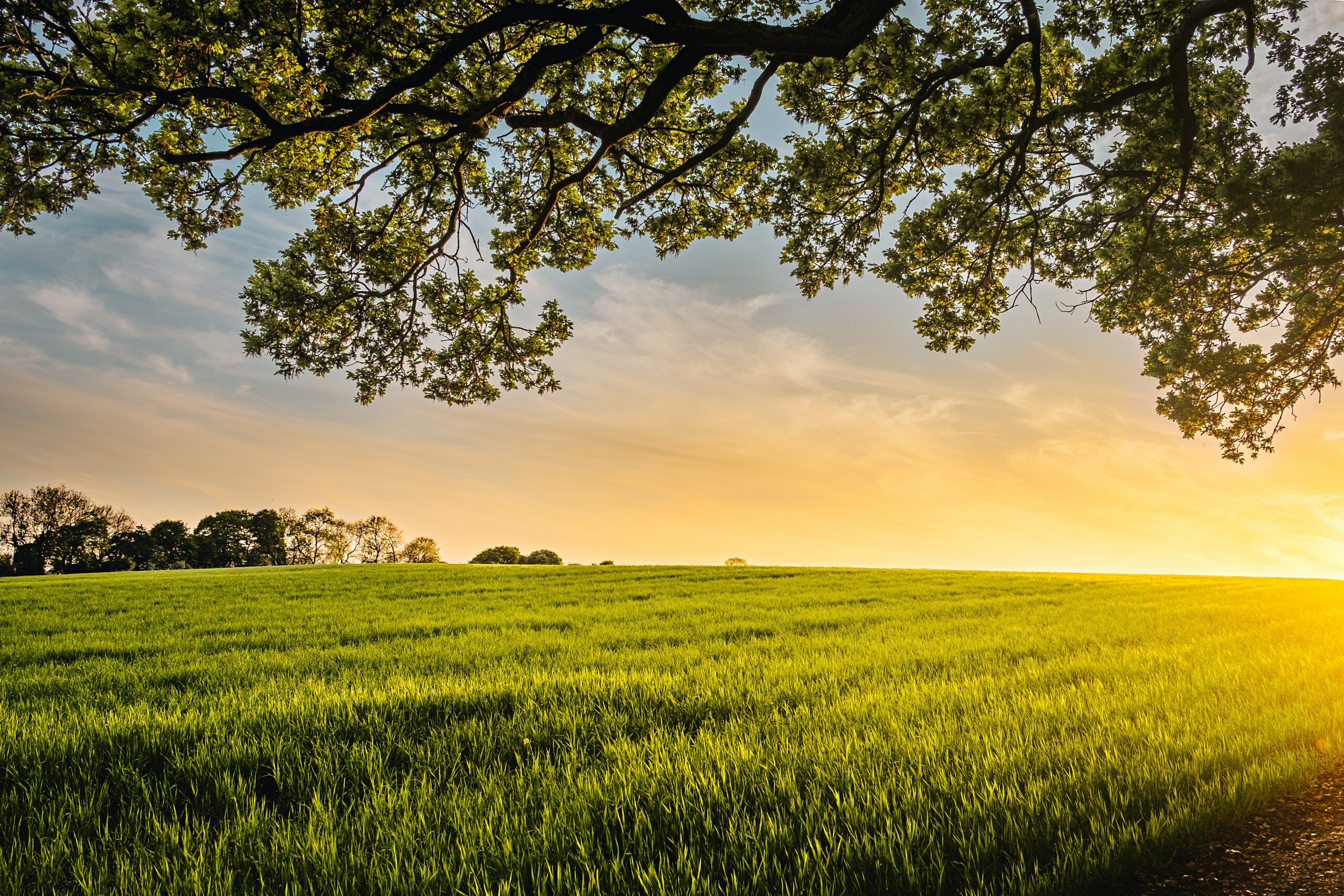 Landwirtschaftliche Fläche
