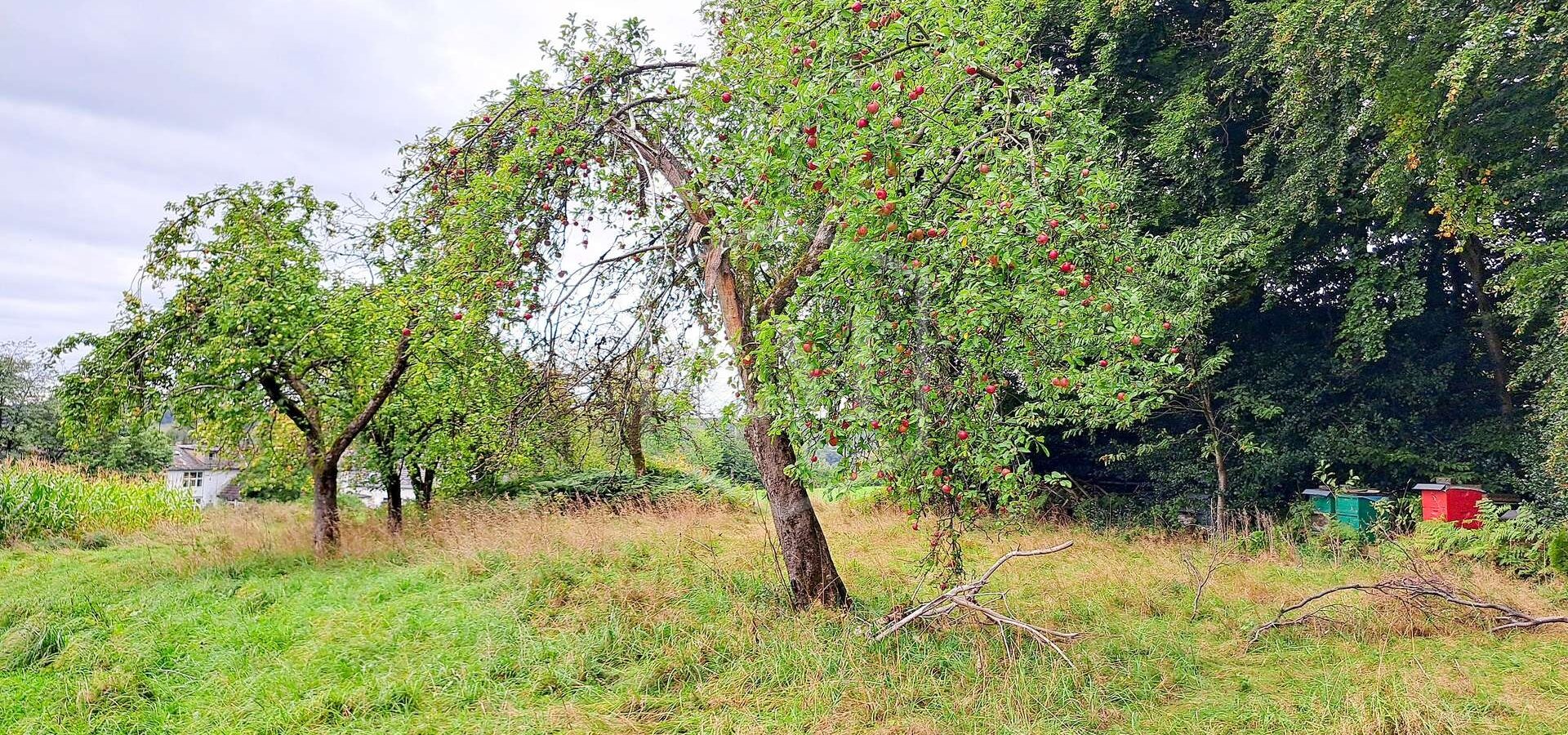 Streuobstwiese