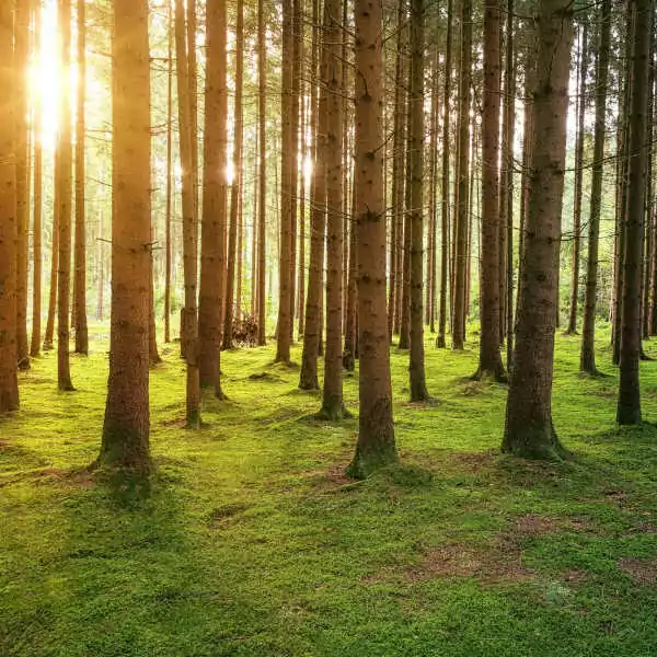 Gepflegter Wald
