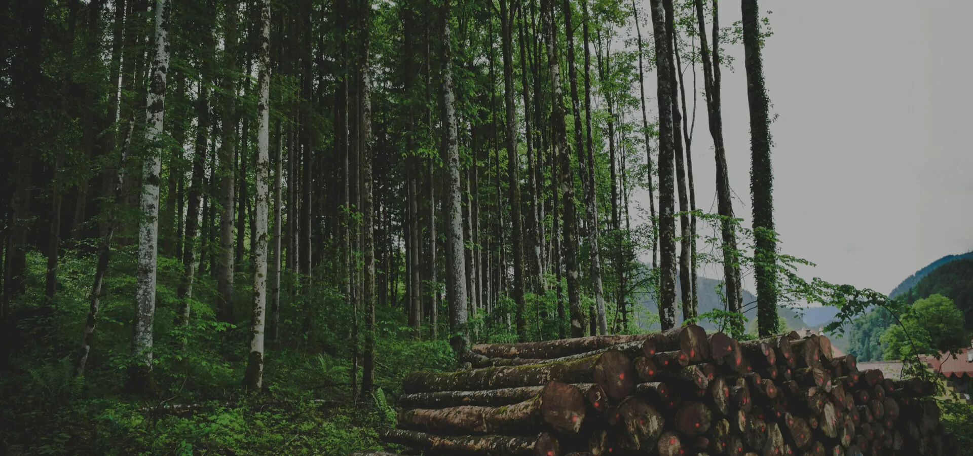 Wald